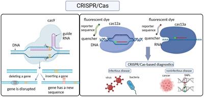 Combination of nucleic acid amplification and CRISPR/Cas technology in pathogen detection